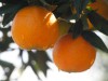 Mandarinas clementinas de primera calidad